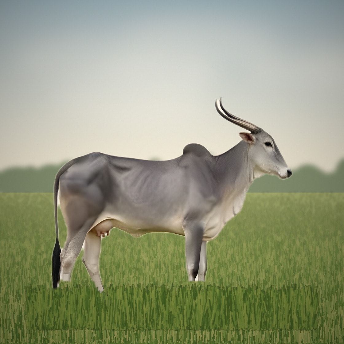 Hallikar cow