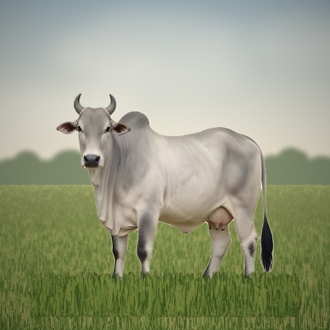 Krishna Ghati (Krishna Valley) cow